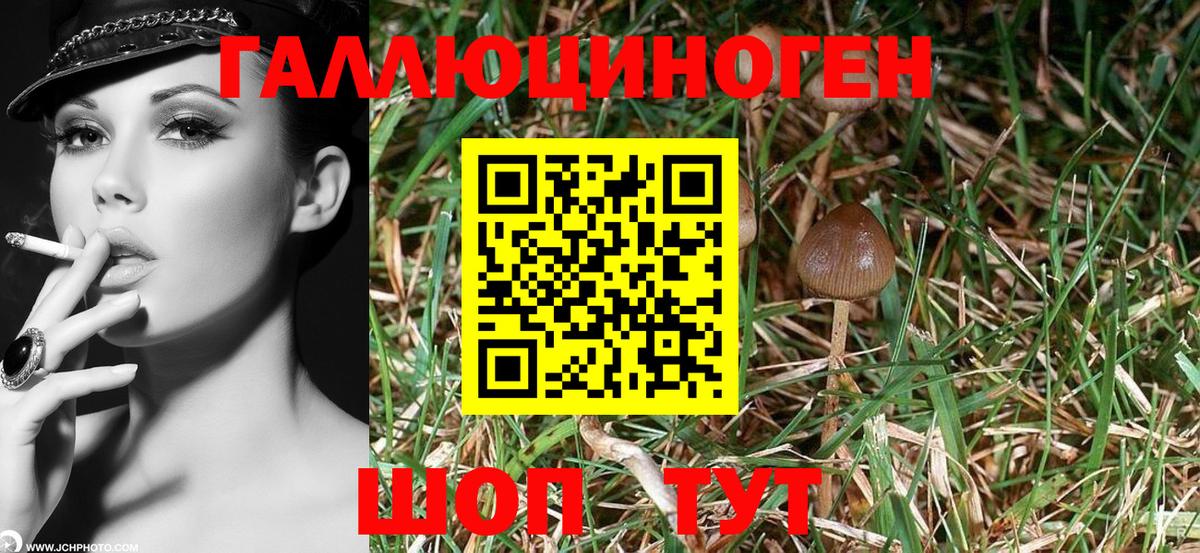 Галлюциногенные грибы Cubensis Черемхово